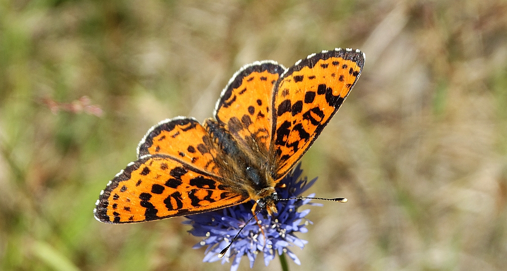 Przeplatka didyma (Melitaea didyma)