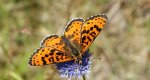 Przeplatka didyma (Melitaea didyma)