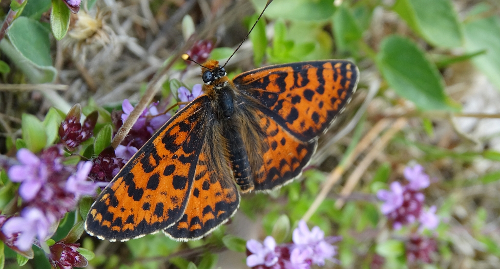 Przeplatka didyma (Melitaea didyma)