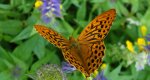 Dostojka malinowiec (Argynnis paphia)