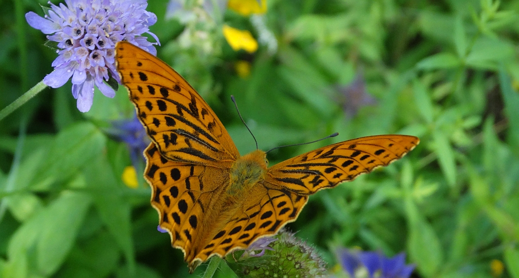 Dostojka malinowiec (Argynnis paphia)