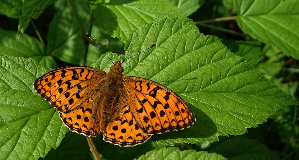 Dostojka adype (Argynnis adippe)