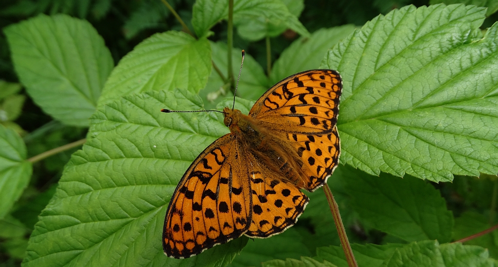 Dostojka adype (Argynnis adippe)