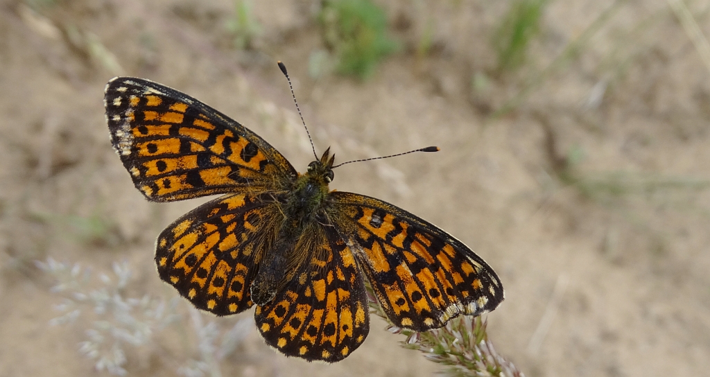 Dostojka selene (Boloria selene)