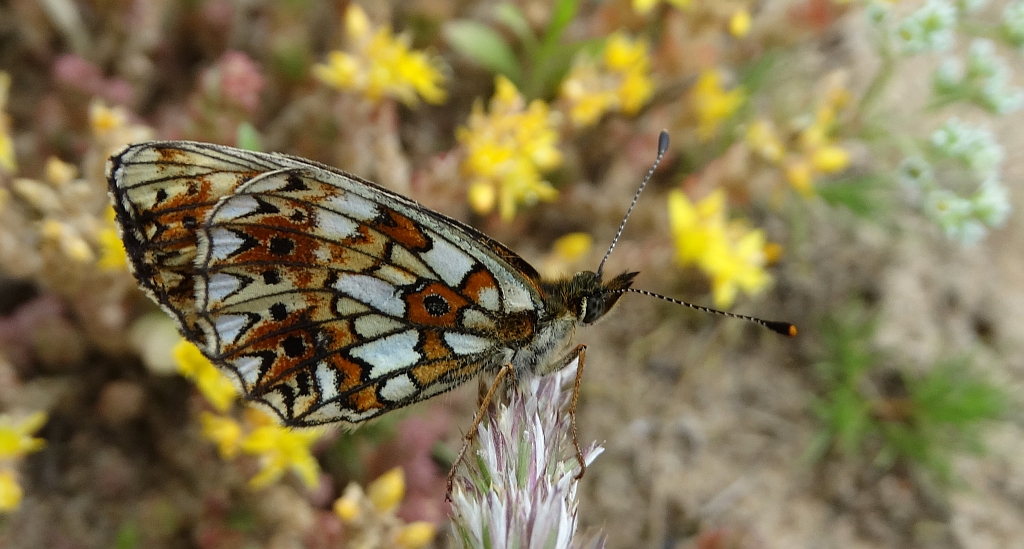 Dostojka selene (Boloria selene)