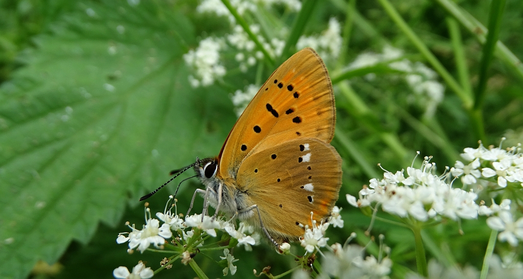 Czerwończyk dukacik (Lycaena virgaureae)