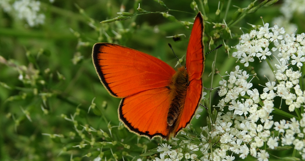Czerwończyk dukacik (Lycaena virgaureae)