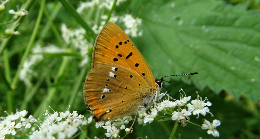 Czerwończyk dukacik (Lycaena virgaureae)