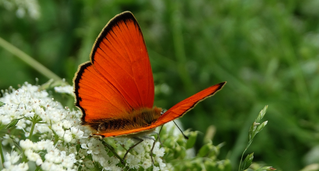 Czerwończyk dukacik (Lycaena virgaureae)