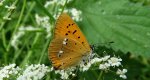 Czerwończyk dukacik (Lycaena virgaureae)