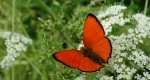 Czerwończyk dukacik (Lycaena virgaureae)