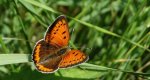 Czerwończyk nieparek (Lycaena dispar)