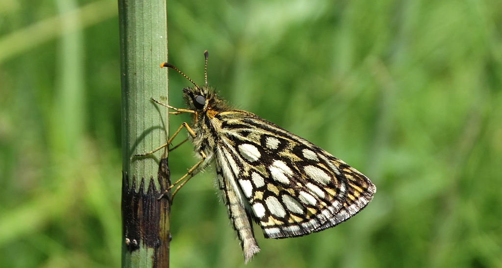 Rojnik morfeusz (Heteropterus morpheus)