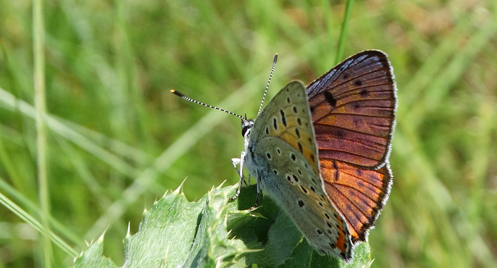 Czerwończyk zamgleniec (Lycaena alciphron)