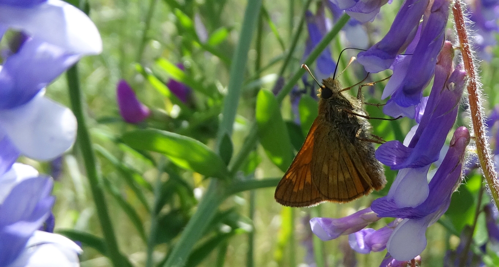 Karłątek kniejnik (Ochlodes sylvanus)
