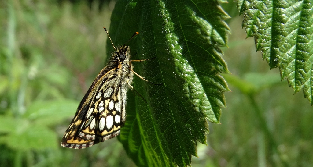 Rojnik morfeusz (Heteropterus morpheus)