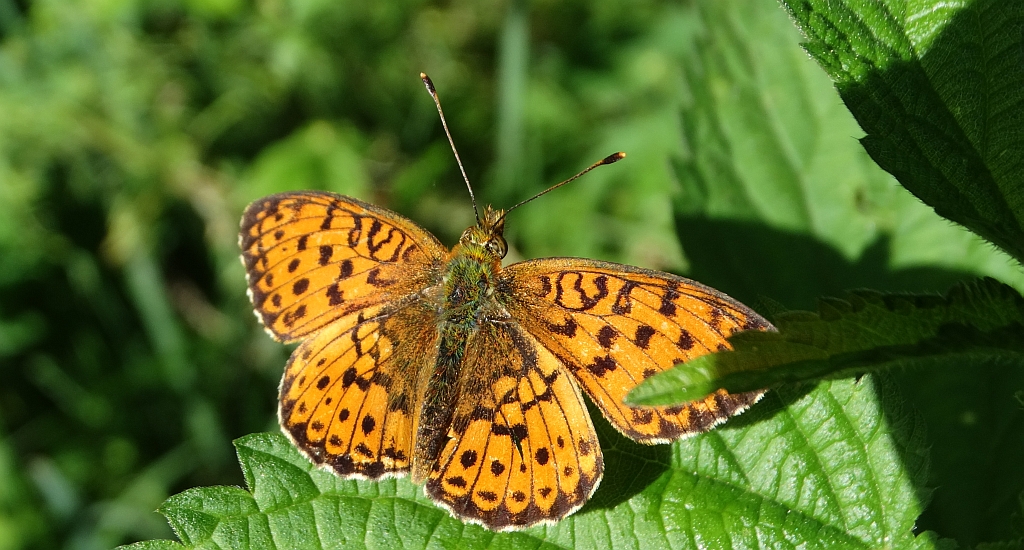 Dostojka dafne (Brenthis daphne)