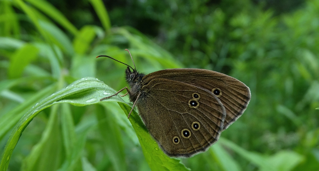 Przestrojnik trawnik (Aphantopus hyperantus)