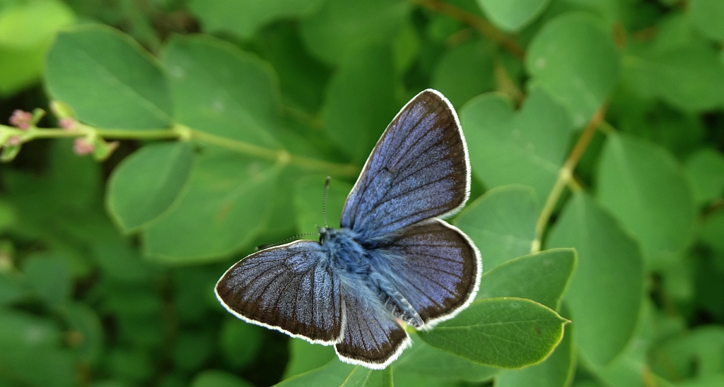 Modraszek semiargus (Cyaniris semiargus)
