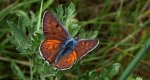 Czerwończyk zamgleniec (Lycaena alciphron)