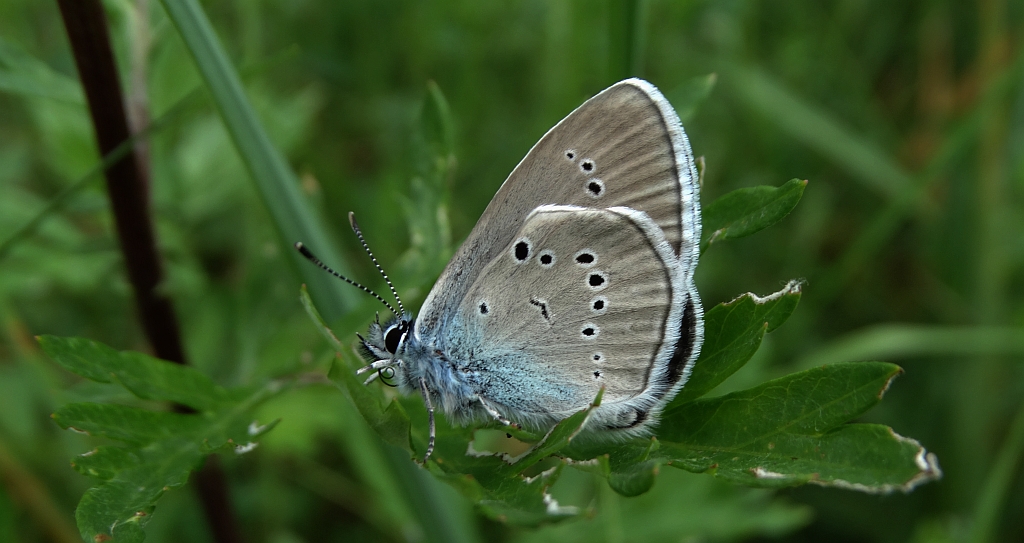 Modraszek semiargus (Cyaniris semiargus)