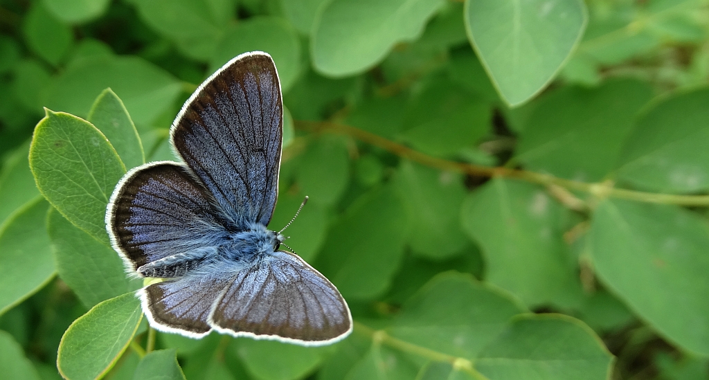 Modraszek semiargus (Cyaniris semiargus)