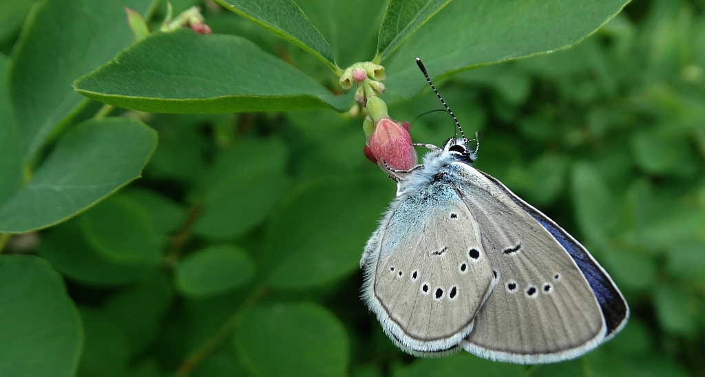 Modraszek semiargus (Cyaniris semiargus)