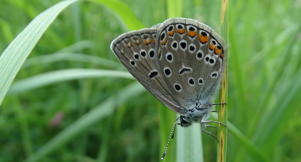 Modraszek amandus (Polyommatus amandus)