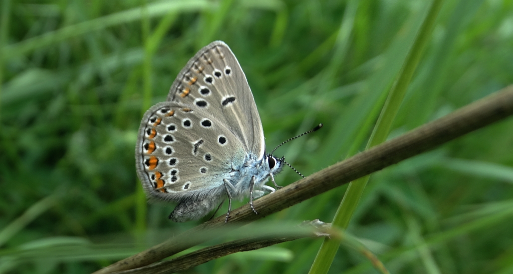 Modraszek amandus (Polyommatus amandus)