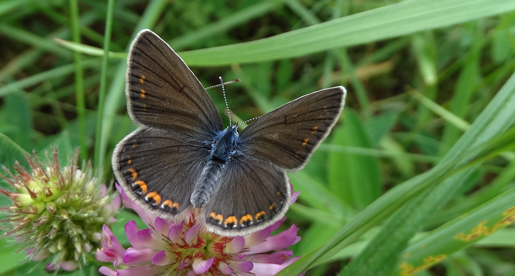 Modraszek amandus (Polyommatus amandus)