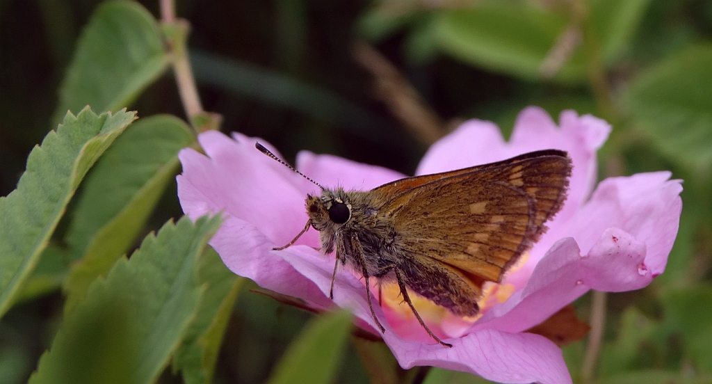 Karłątek kniejnik (Ochlodes sylvanus)
