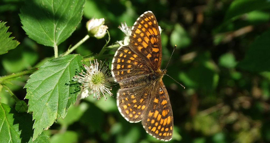 Przeplatka aurelia (Melitaea aurelia)