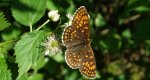 Przeplatka aurelia (Melitaea aurelia)