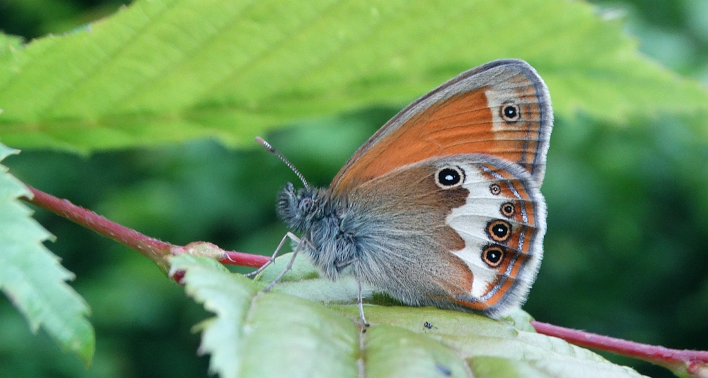 Strzępotek perełkowiec (Coenonympha arcania)