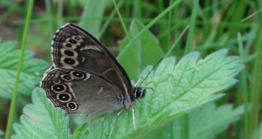 Osadnik wielkooki (Lopinga achine)