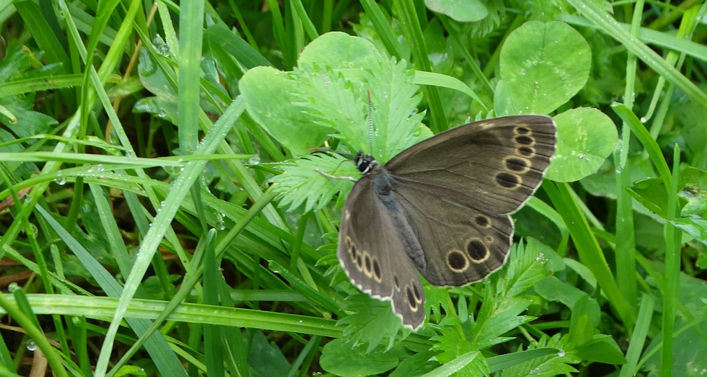 Osadnik wielkooki (Lopinga achine)