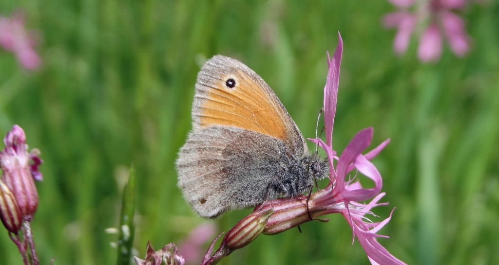 Strzępotek ruczajnik (Coenonympha pamphilus)