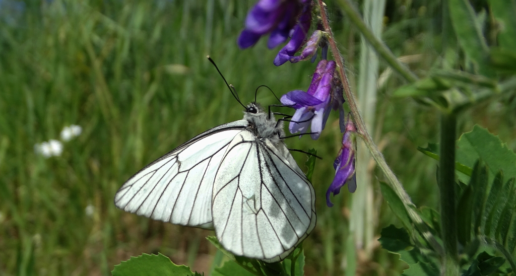 Niestrzęp głogowiec (Aporia crataegi)