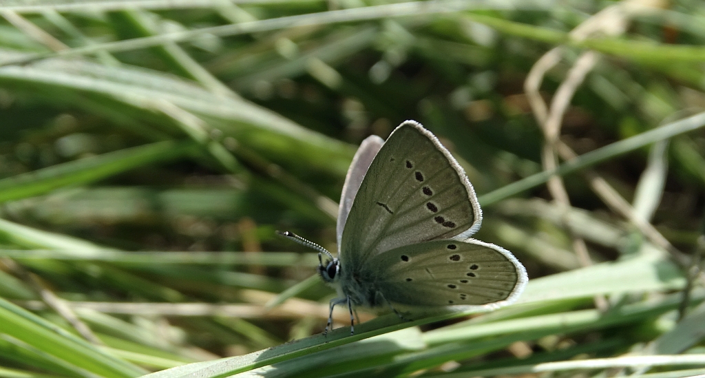 Modraszek malczyk (Cupido minimus)