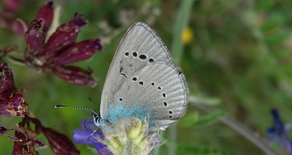 Modraszek aleksis (Glaucopsyche alexis)