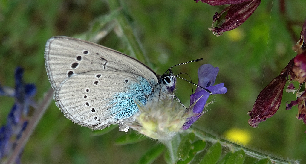 Modraszek aleksis (Glaucopsyche alexis)