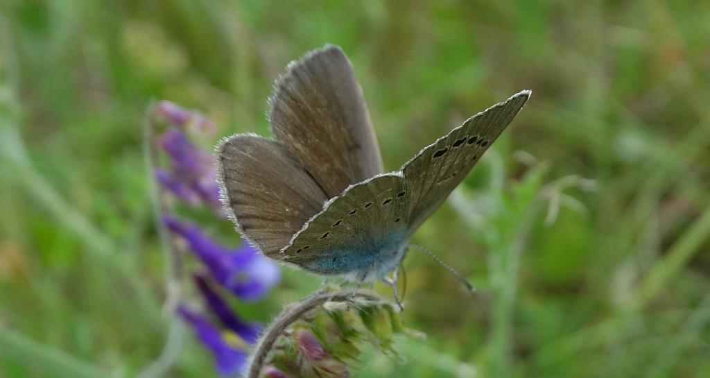 Modraszek aleksis (Glaucopsyche alexis)