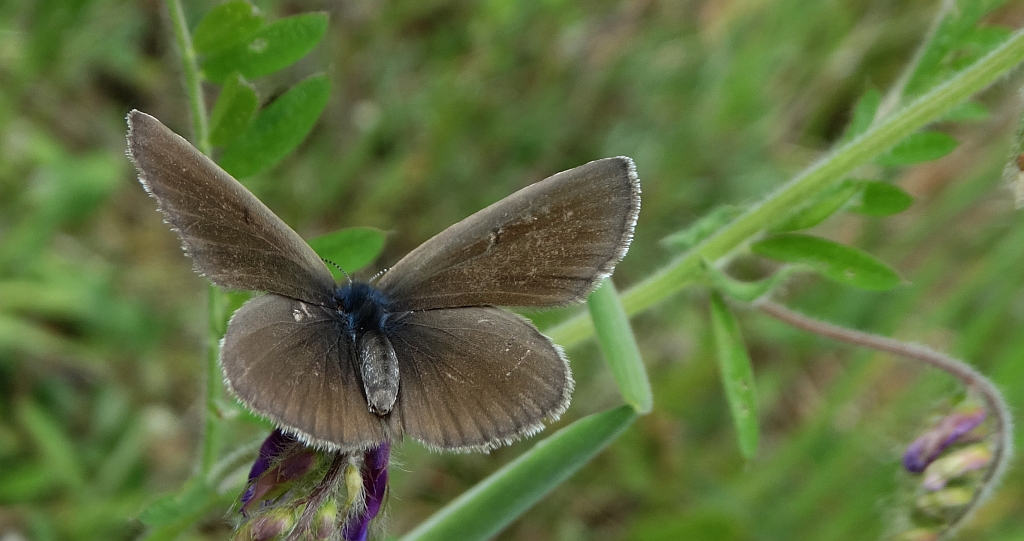 Modraszek aleksis (Glaucopsyche alexis)