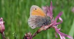 Strzępotek ruczajnik (Coenonympha pamphilus)