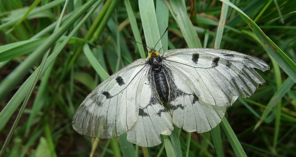 Niepylak mnemozyna (Parnassius mnemosyne)