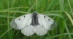 Niepylak mnemozyna (Parnassius mnemosyne)