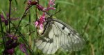 Niepylak mnemozyna (Parnassius mnemosyne)