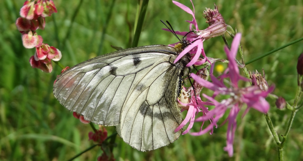 Niepylak mnemozyna (Parnassius mnemosyne)