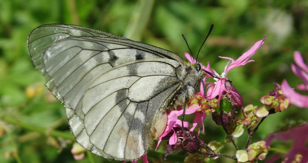 Niepylak mnemozyna (Parnassius mnemosyne)