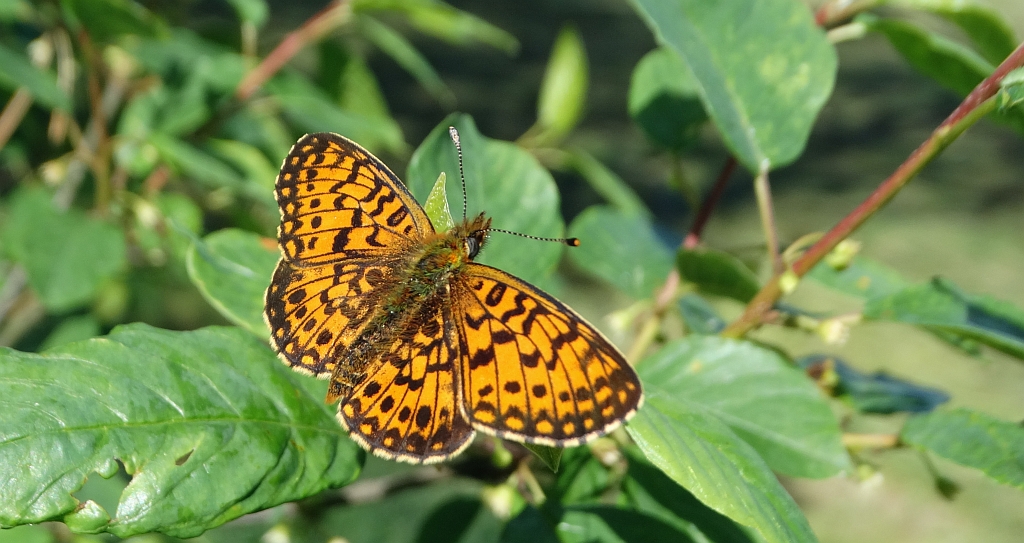 Dostojka selene (Boloria selene)